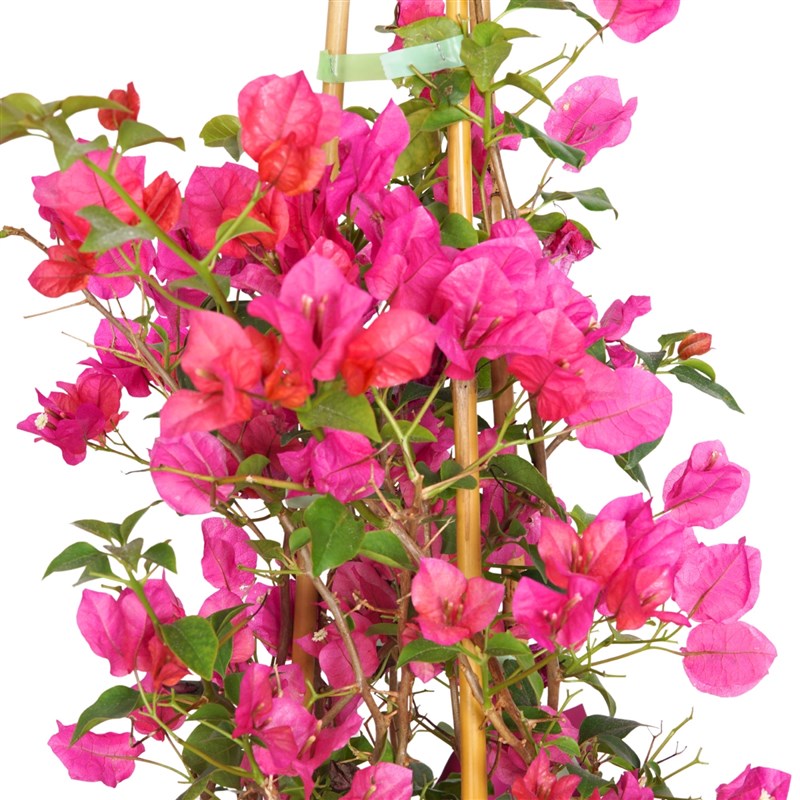 Gift-Wrapped Pink Bougainvillea Arrangement