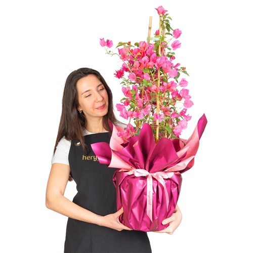 Gift-Wrapped Pink Bougainvillea Arrangement
