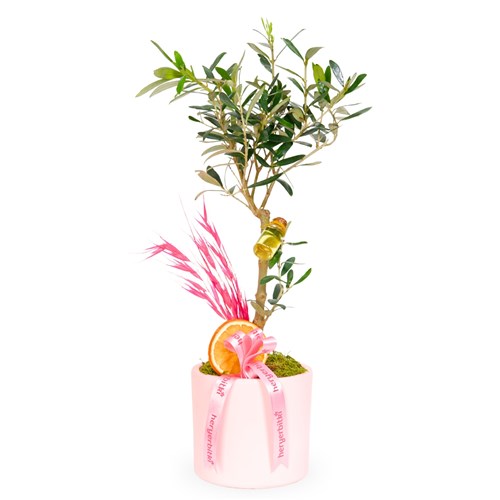 Olive Tree Arrangement, a Symbol of Abundance & Prosperity