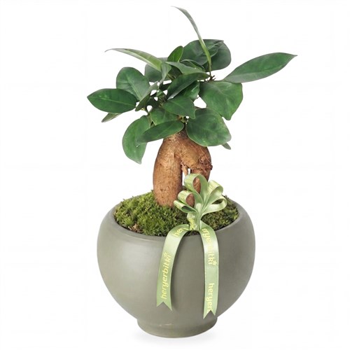 Bonsai Ficus Ginseng (Bonsai Şans & Bereket Ağacı)