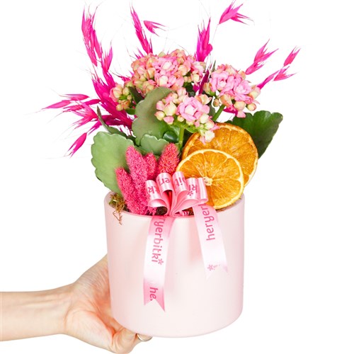 Pembe Saksıda Çiçekli Pembe Kalanşo