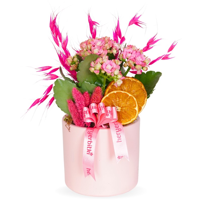 Pembe Saksıda Çiçekli Pembe Kalanşo