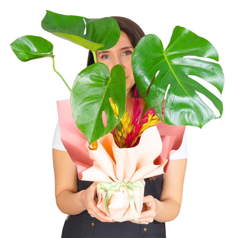 Hediye Paketli Deve Tabanı (Tropical Gift)