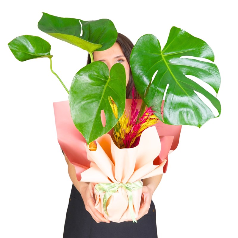 Hediye Paketli Deve Tabanı (Tropical Gift)