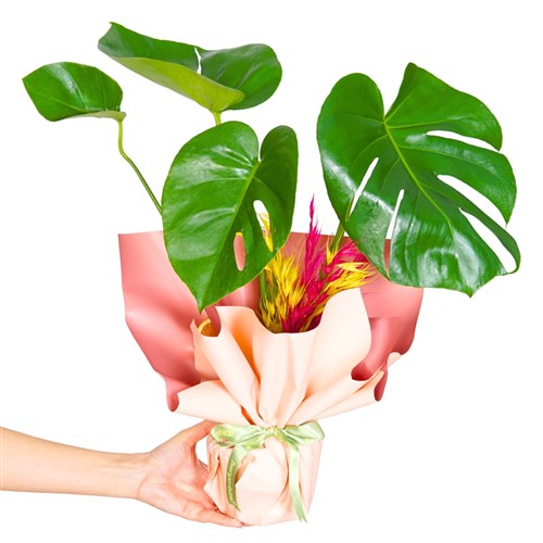 Hediye Paketli Deve Tabanı (Tropical Gift)