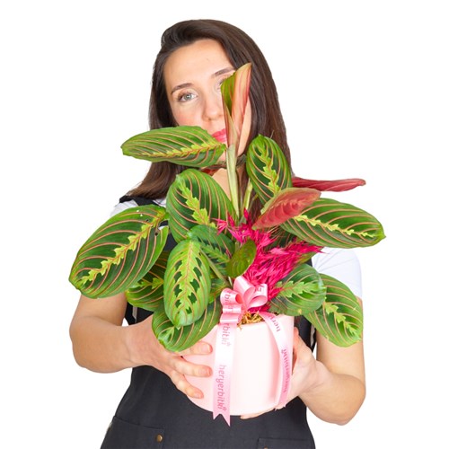 Pembe Saksıda Dua Çiçeği Maranta