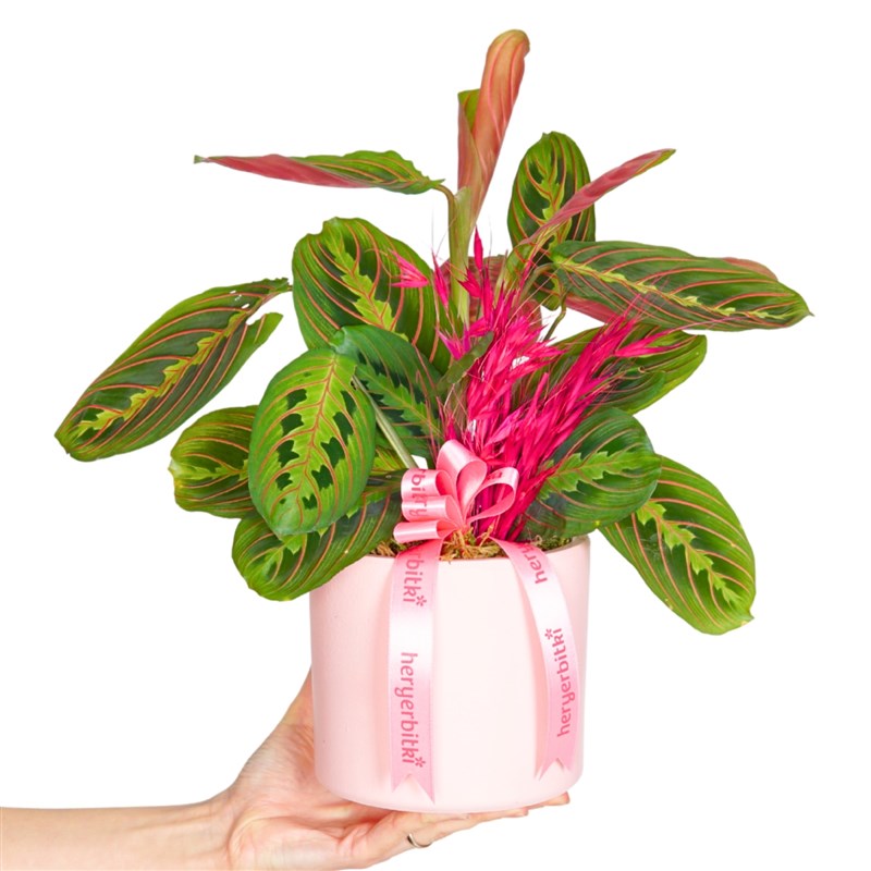 Pembe Saksıda Dua Çiçeği Maranta