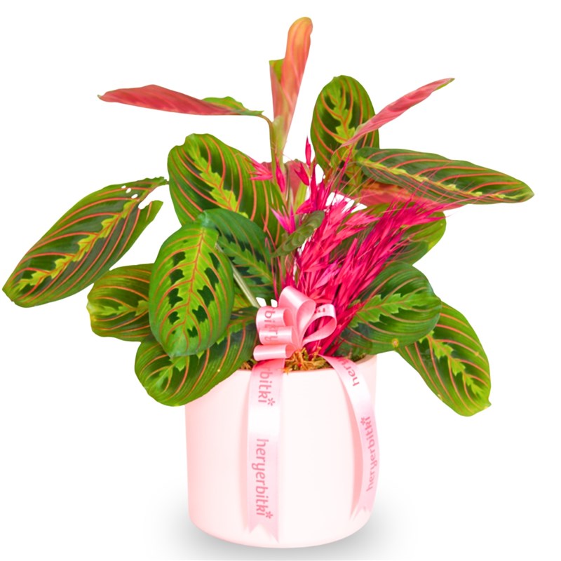 Pembe Saksıda Dua Çiçeği Maranta