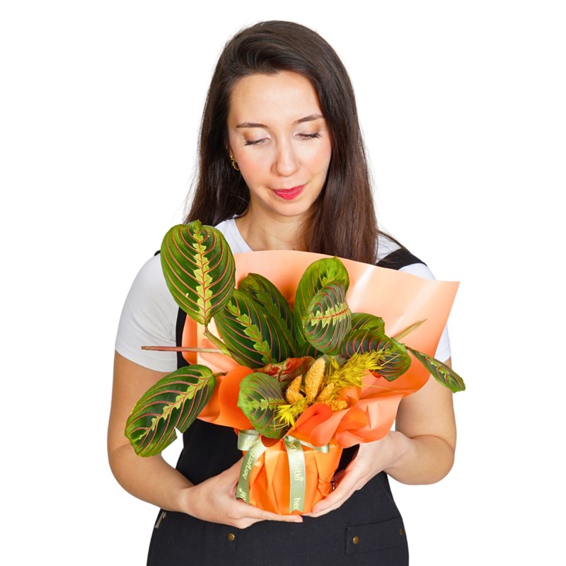 Maranta Dua Çiçeği - Hediye Paketli