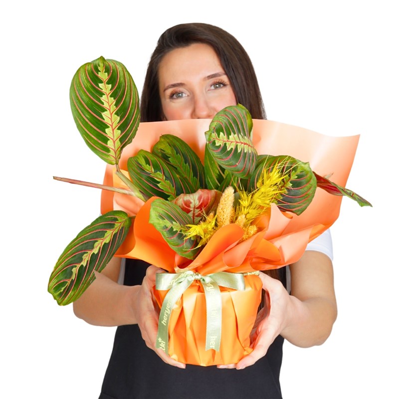 Maranta Dua Çiçeği - Hediye Paketli