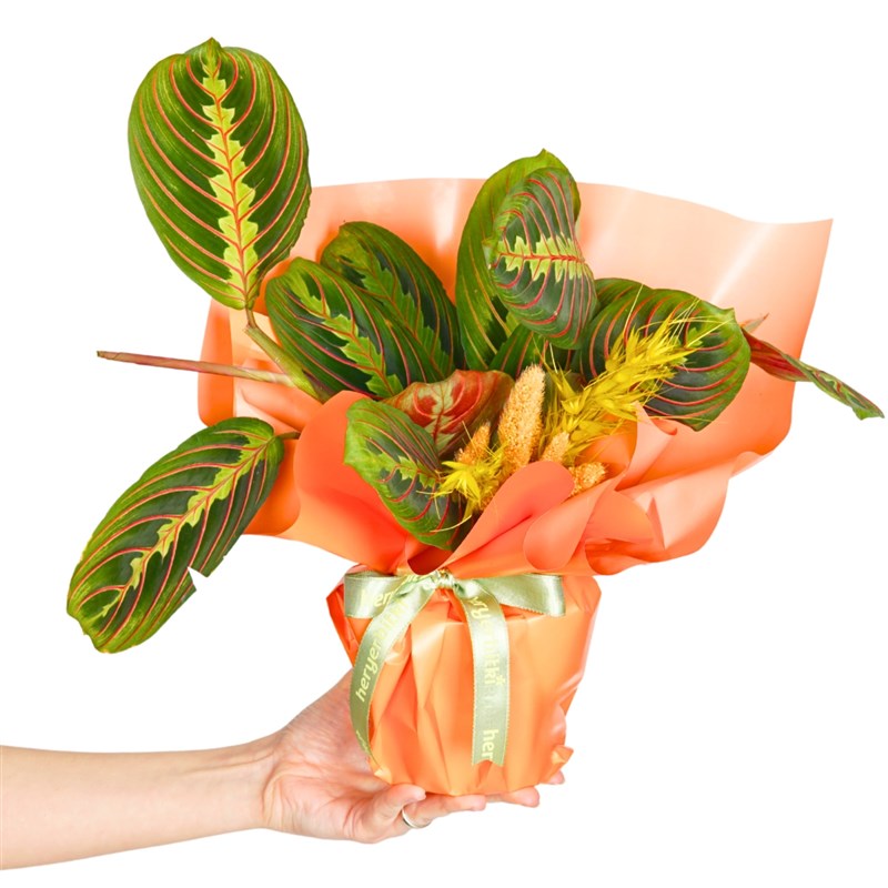 Maranta Dua Çiçeği - Hediye Paketli