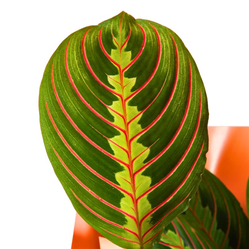 Maranta Dua Çiçeği - Hediye Paketli