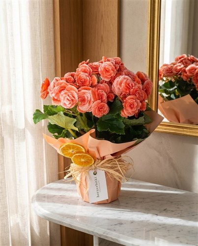 Katmerli Begonya Çiçeği - Begonia Toran Candy Gift