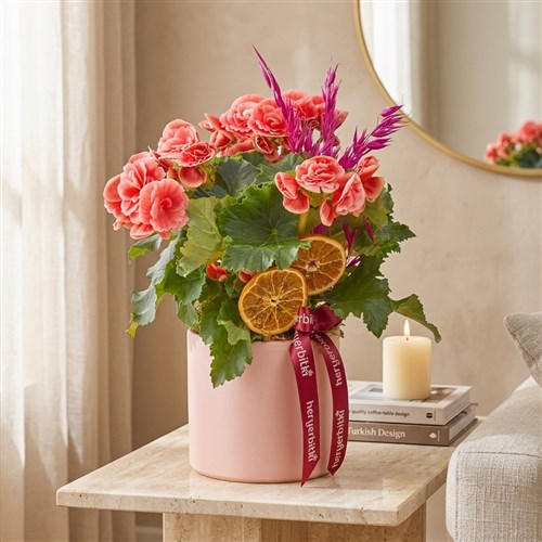 Pink Begonia (Pembe Saksıda Begonya)