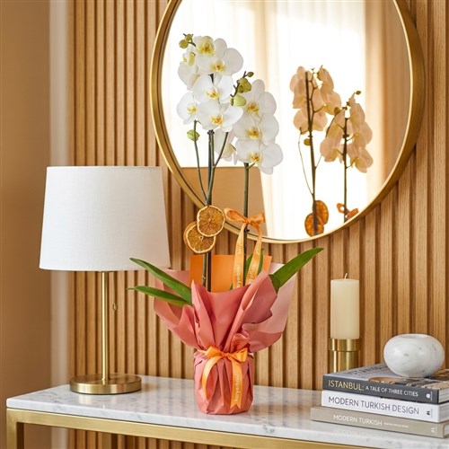 Beyaz Orkide - 2 Dallı Hediye Paketli (Crystal Orchid)