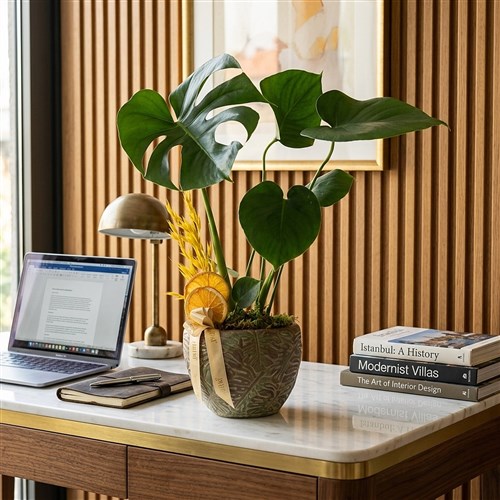 Deve Tabanı Aranjmanı - Saksıda (Leaf Monstera)