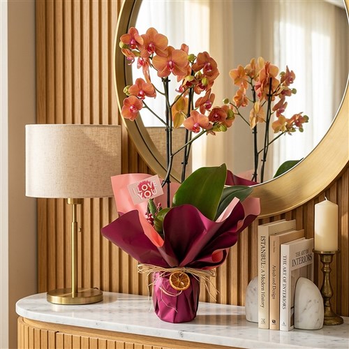 Ateş Orkide Aranjmanı (Coral Orchid Gift)