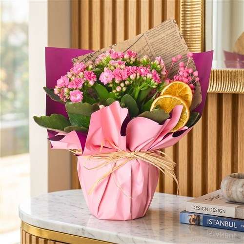 Pink Kalanchoe Gift (Pembe Çiçekli Kalanşo)