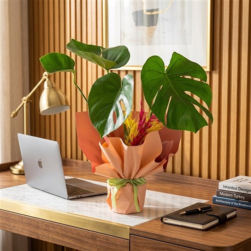 Hediye Paketli Deve Tabanı (Tropical Gift)