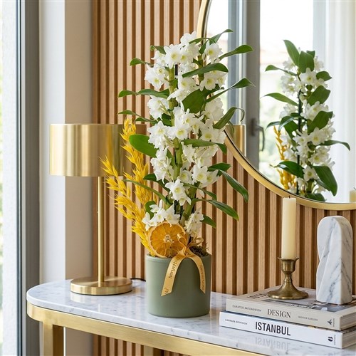 Yeşil Saksıda Kokulu Dendrobium Aranjmanı