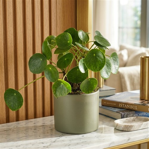 Çin Şans Para Çiçeği (Pilea Peperomioides)