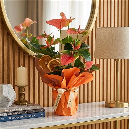Sunset Orange Anthurium (Pembe Antoryum)