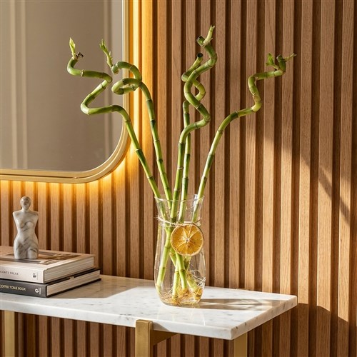 Bambu Çiçeği - Cam Vazoda Şans Bambusu Seti (Lucky Bamboo)