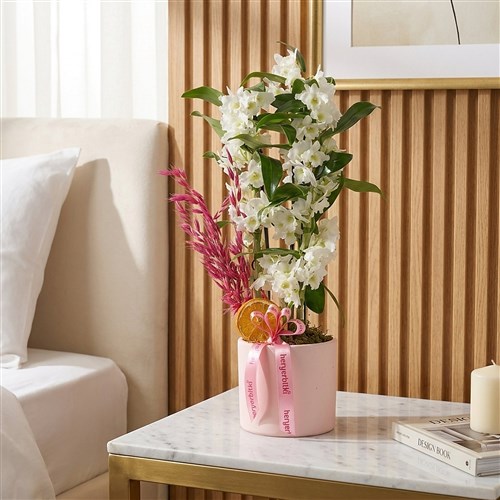 Pembe Saksıda Kokulu Dendrobium Aranjmanı