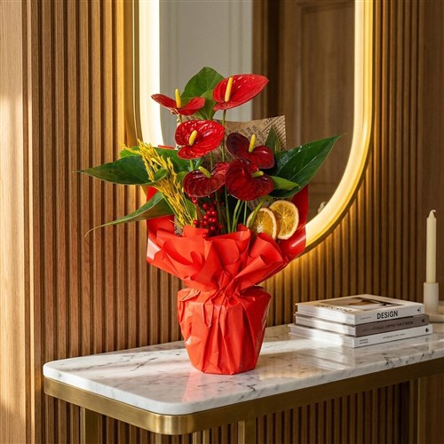 Red Flame Gift (Kırmızı Antoryum Aranjmanı)