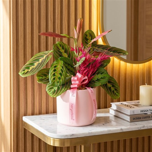 Pembe Saksıda Dua Çiçeği Maranta