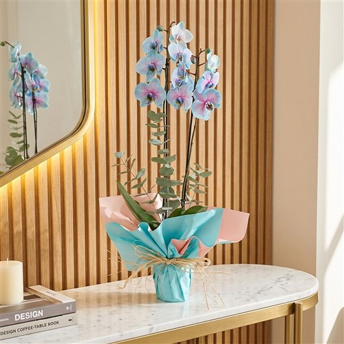 Alacalı 2 Dallı Mavi Orkide (Cascade Perfect Gift