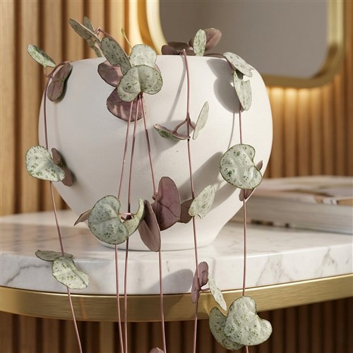 Kalp Kalbe Karşı Çiçeği - Ceropegia Woodii