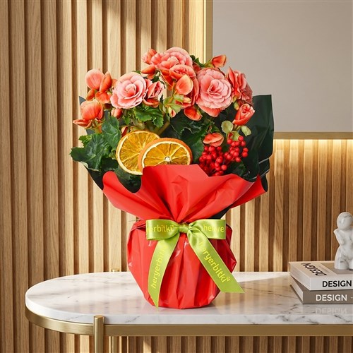 Begonia Surprise (Katmerli Pembe Begonya)