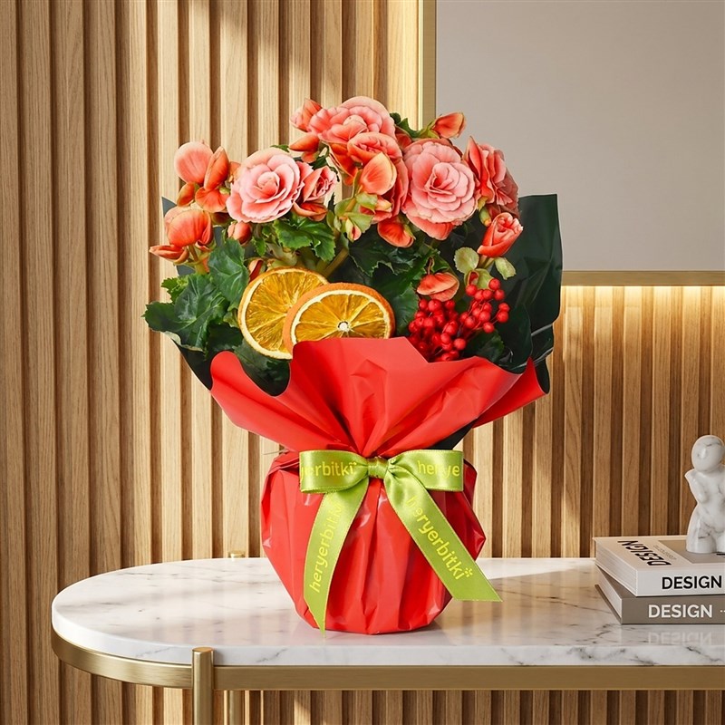 Begonia Surprise (Katmerli Pembe Begonya)