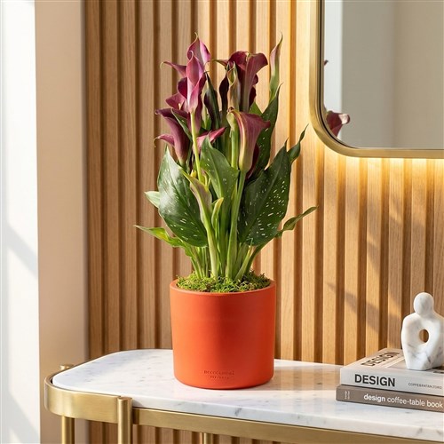 Calla Lily (Gala Bitkisi) Bordo/Pembe