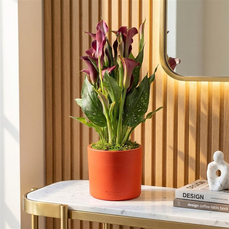 Calla Lily (Gala Bitkisi) Bordo/Pembe