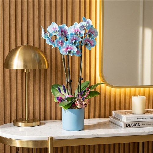 2 Dallı Mavi Alacalı Orkide (Cascade Perfect Blue Gift)