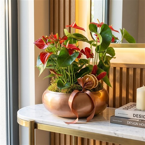 Premium Anthurium (Kırmızı Antoryum Bahçesi Tasarımı)