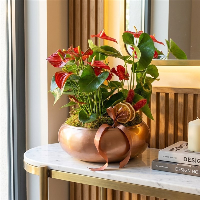 Premium Anthurium (Kırmızı Antoryum Bahçesi Tasarımı)