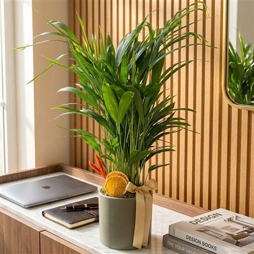 Areca Palm Gift (Hediye Areka Palmiyesi)