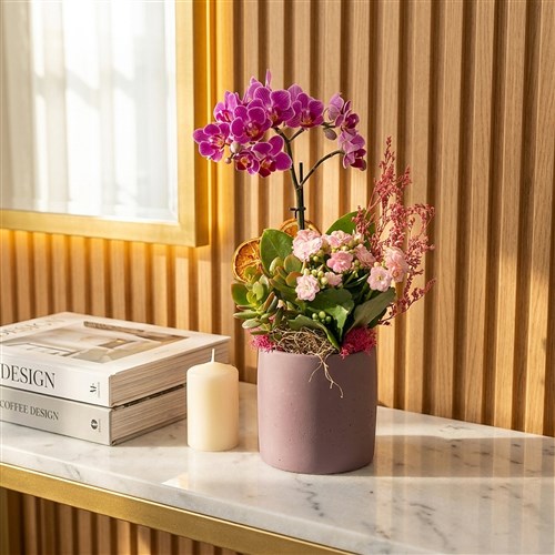 Midi  Mor Orkide ve Kalanşo Aranjmanı (Purple Orchid Garden)