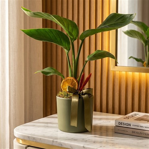Starliçe - Yeşil Saksıda(Strelitzia Gift)
