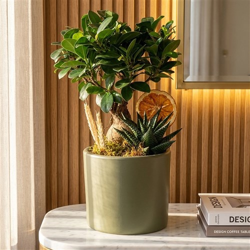 Bonsai & Haworthia Aranjmanı - Yeşil Saksılı