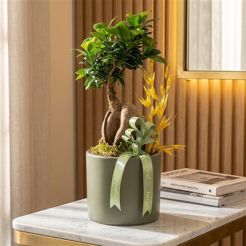 Bonsai Yaşam Ağacı Hediyesi