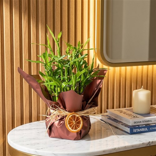 Bamboo Gift (Bamboo Gift Packaged)