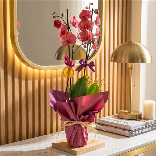 Ateş Orkide Aranjmanı - 2 Dallı (Magenta Coral)