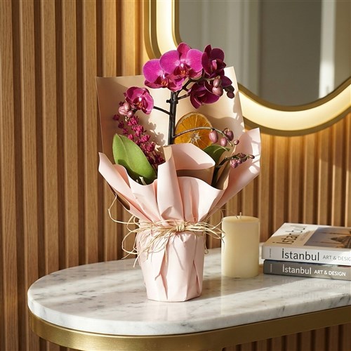 Violet Orchid Gift (Mor Orkide)
