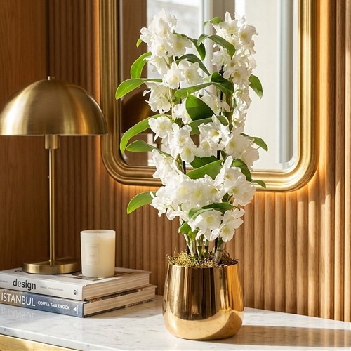 Beyaz Dendrobium Aranjmanı - Premium Gold Saksıda