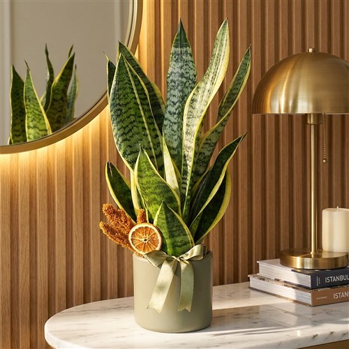 Paşa Kılıcı - Black Gold, Havayı Temizleyen Bitki (Sansevieria)