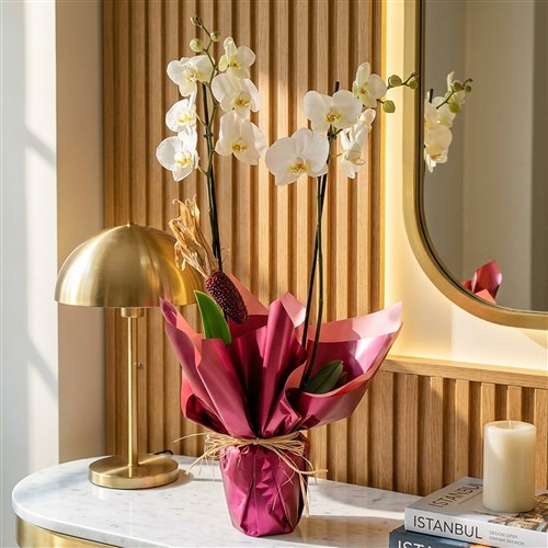 Beyaz Orkide - 2 Dallı Tasarım (Wow Orchid)